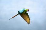 Military Macaw (ara Militaris) Stock Photo