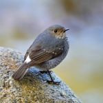 Female Plumbeous Redstart Stock Photo