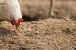 Chick, Chicken, Rooster Poultry Concept Stock Photo