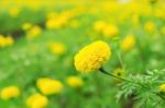 Marigold With Nature Stock Photo