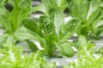 Hydroponics Vegetable Farm Stock Photo