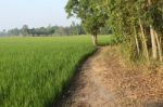 Way Near Rice Field Stock Photo