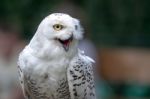 Snowy Owl (bubo Scandiacus) Stock Photo