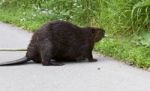 Beautiful Picture With A North American Beaver In Front Of The Grass Stock Photo