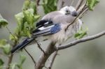 Eurasian Jay Stock Photo