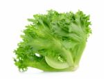 Green Lettuce Isolated On The White Background Stock Photo