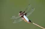 Close-up Of Dragonfly Stock Photo