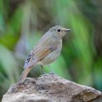 Female Rufous-bellied Niltava Stock Photo