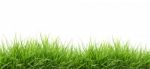 Grass Stock Photo