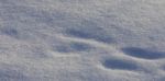 Beautiful Isoalted Photo Of A Sunny White Snow With The Footprints Stock Photo