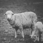 Sheep On The Farm During The Day Stock Photo