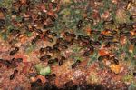 Termite Stock Photo