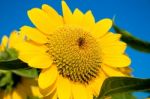 Beautiful Sunflower Against Blue Sky Stock Photo