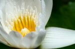 White Lotus Flower Stock Photo