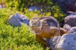 Wild Land Iguana On Santa Fe Island In Galapagos Stock Photo