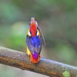 Male Black-backed Kingfisher Stock Photo