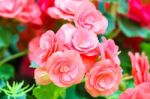 Pink Begonia Flower In Garden Stock Photo