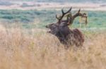 The Deer Of Richmond Park Stock Photo