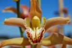 Pink Orchid Flower Stock Photo