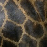 Giraffe Skin Stock Photo