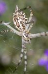 Argiope Lobata Stock Photo