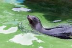 California Sea Lion (zalaphus Californianus) Stock Photo