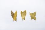 Dried Bay Leaves On White Wooden Background Stock Photo