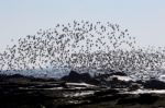 Terns Over The Atlantic Ocean Stock Photo