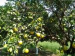 Fruit Tree Stock Photo