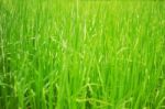 Rice Plants On Field Stock Photo