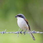 Burmese Shrike Stock Photo