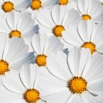 White Cosmo Flowers Stock Photo