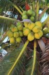 Coconut Stock Photo