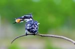 Pied Kingfisher Stock Photo