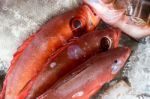 Red Snapper Fish On Ice In Callao Salveje Tenerife Stock Photo