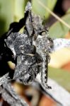 Robber Fly Stock Photo