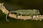 Baby Mediterranean Chameleon Stock Photo