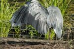 Grey Heron Spreading His Wings Stock Photo