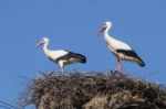 Two White Storks On The Nest Stock Photo