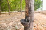 Old Rubber Tree Farm At Thailand As A Source Of Natural Rubber Stock Photo