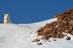 Arctic Wolf Peeking Over Snowy Hill Stock Photo