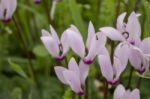 The Cyclamen Blooming In Israel	 Stock Photo