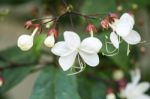 Close Up White Lovely Flower(clerodendrum Wallichii, Clerodendru Stock Photo