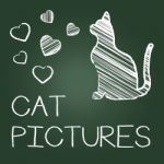 Cat Pictures Means Photos Pet And Image Stock Photo