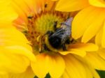 Bee On Yellow Daisy Flower Stock Photo