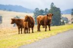 Country Cows Stock Photo