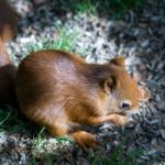 Eurasian Red Squirrel (sciurus Vulgaris) Stock Photo