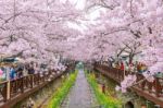 Jinhae,korea - April 4 : Jinhae Gunhangje Festival Is The Largest Cherry Blossom Festival In Korea.tourists Taking Photos Of The Beautiful Scenery Around Jinhae,korea On April 4,2015 Stock Photo