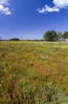 Spring Field Filled With Flowers Stock Photo