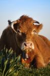 Brown Cow Stock Photo